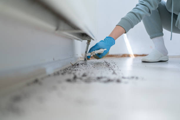Best Termite Control Services  in North Baltimore, OH